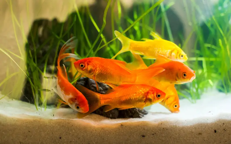 Do Goldfish Need a Friend? 10 Best Tank Mates for Goldfish