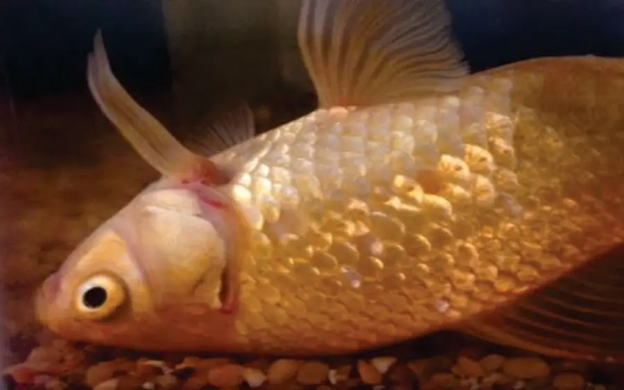 Do molly fish sleep on bottom of tank