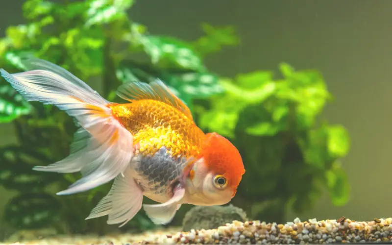 Gold fish names