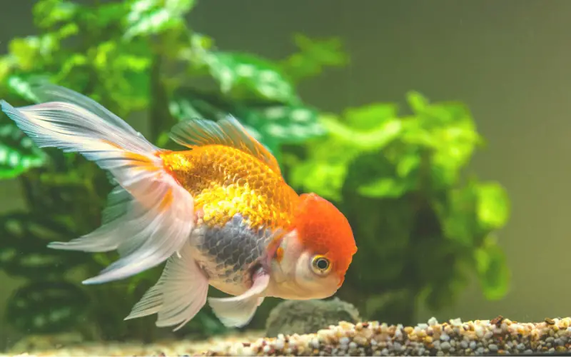 Do Gold Fish Need Filters In Their Tank (Definitive Guide)