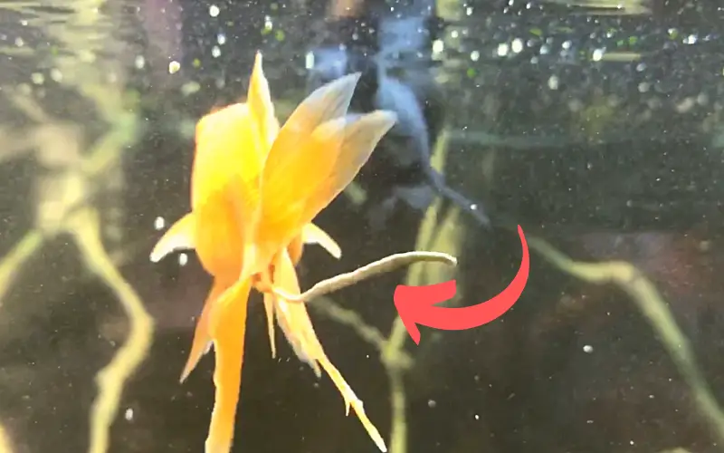 Goldfish Poop Guide Let's Clear Up All the Confusion (FAQ)