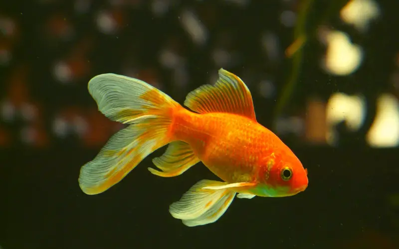 Goldfish temperature water
