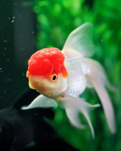 goldfish with big head