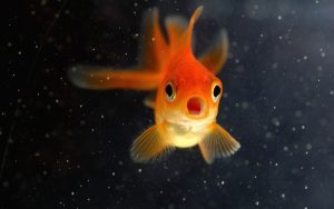 Do Goldfish Need a Heater in Their Tank (Shocking Truth)
