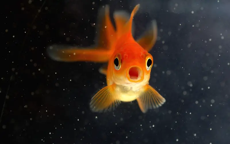 How long can goldfish go without food