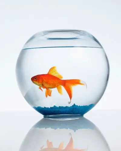 How long can goldfish live without food