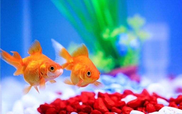 Image showcasing Can Goldfish Live Together? Let's Clear Up All the Confusion