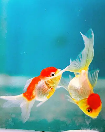 Do goldfish need tank mates