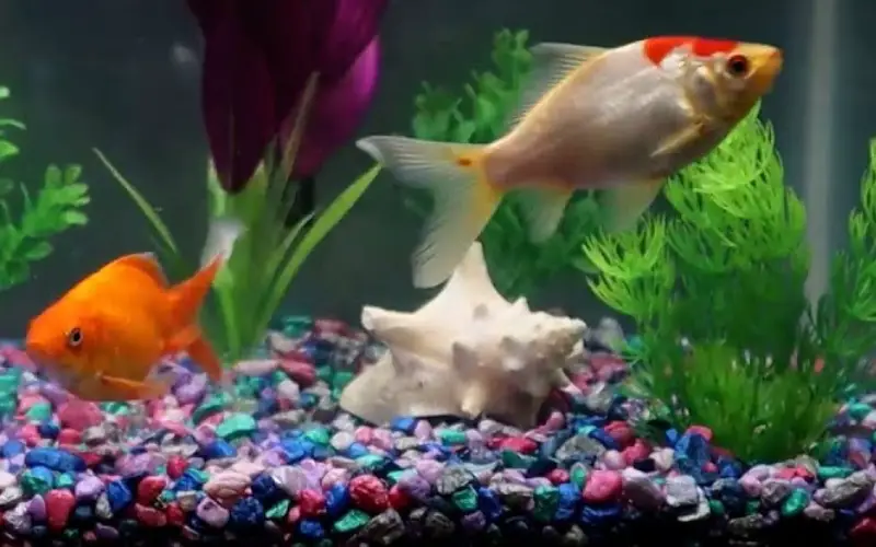 How to Breed a Goldfish at Home? (7 Proven & Easy Tips)