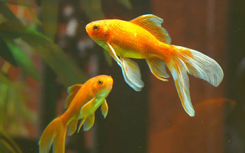 How to tell if a goldfish is male or female