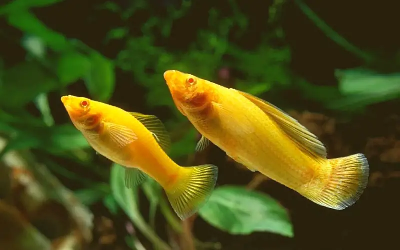 Male vs female molly fish