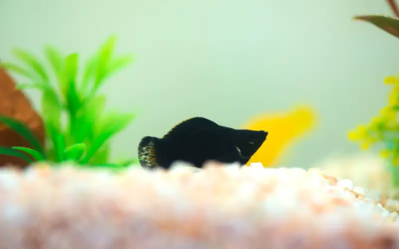 molly fish laying on bottom of tank