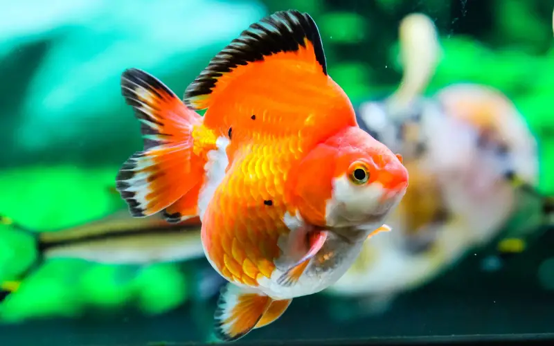 Pregnancy in goldfish