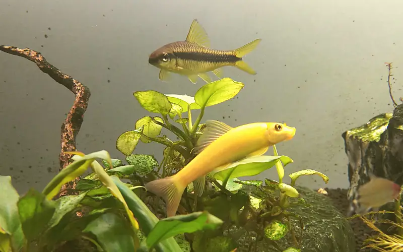 What Algae Eaters Can Live with Goldfish? (5 Best Tankmates)