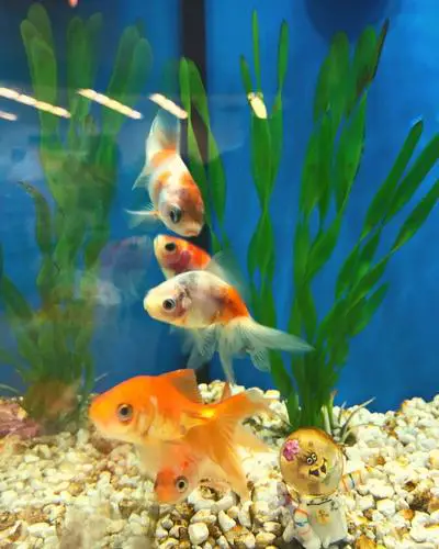 What fish can go with goldfish