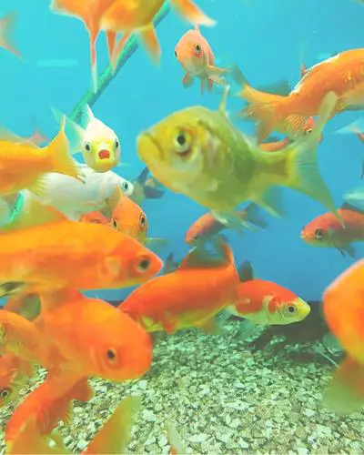 What fishes can live with goldfish