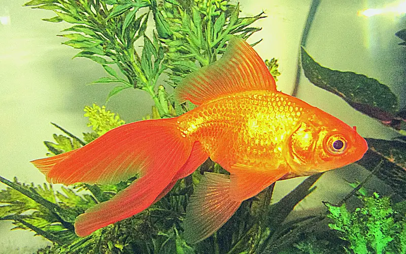 What Is the Water Temperature for Goldfish? (Must-Read)