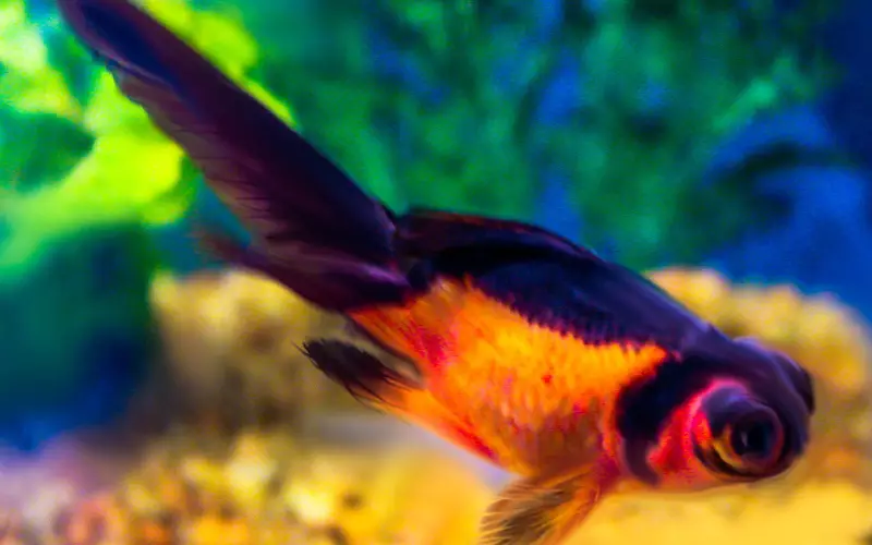 Why Is My Goldfish Turning Black 5 Common Causes (Solved)