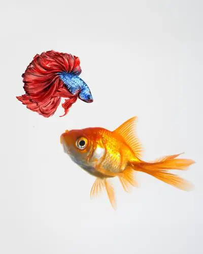 can beta fish live with goldfish