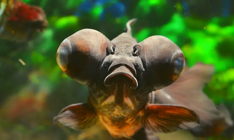 goldfish with big eyes