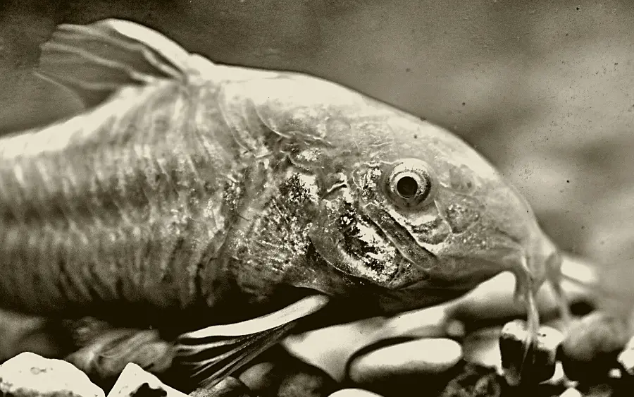 Are Cory Catfish Nocturnal Freshwater Fish (Facts & Myths)