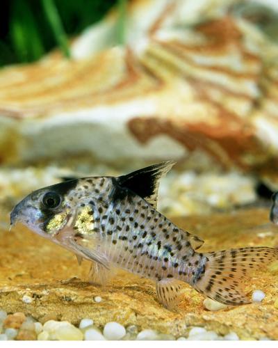 Best substrate for Cory catfish