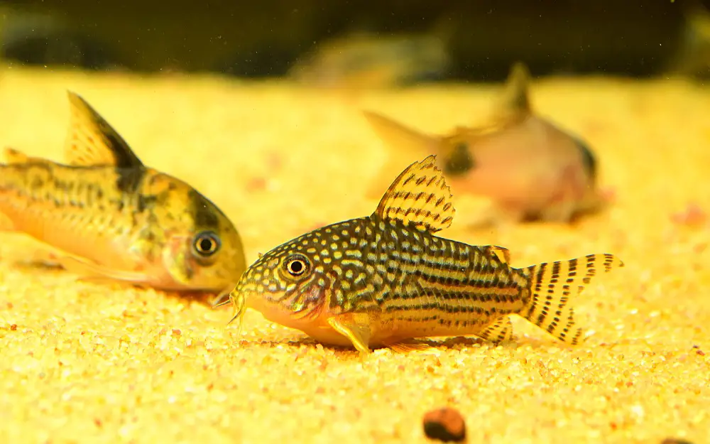 Can Different Cory Catfish Breed