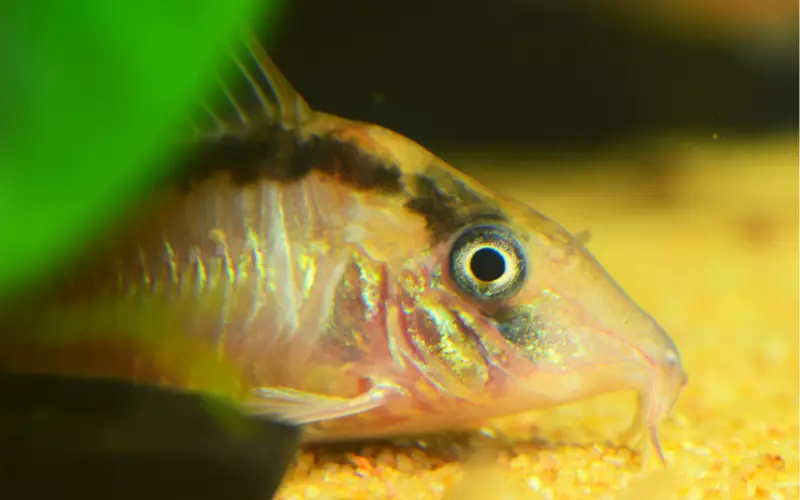 Can a Cory Catfish Live Alone? Let's Clear Up the Confusion