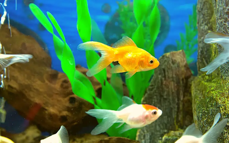 Can goldfish eat betta food