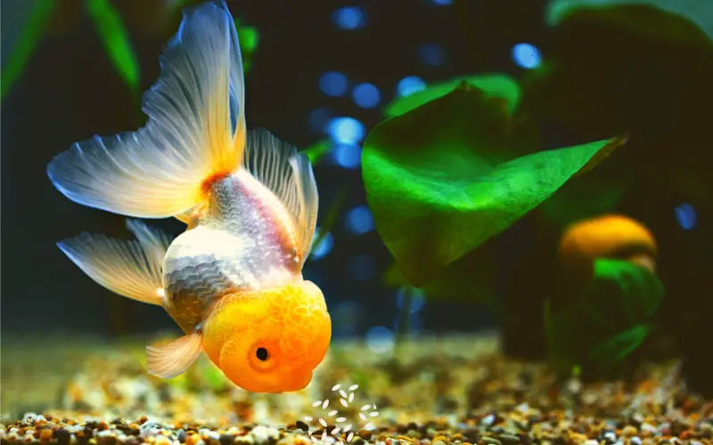 Can Goldfish Eat Rice? Let's Clear Up All the Confusion!