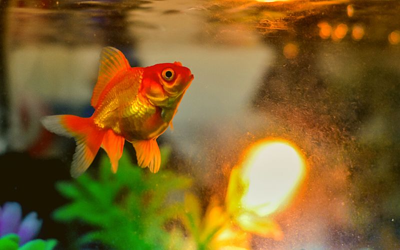 Can goldfish see in the dark