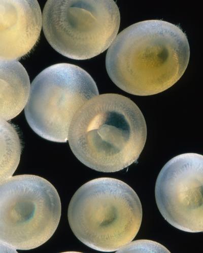 Corydoras egg development