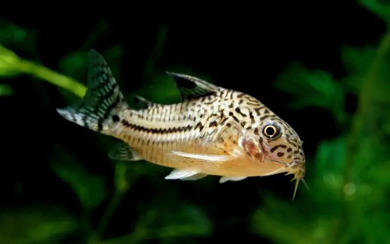 Cory catfish diseases