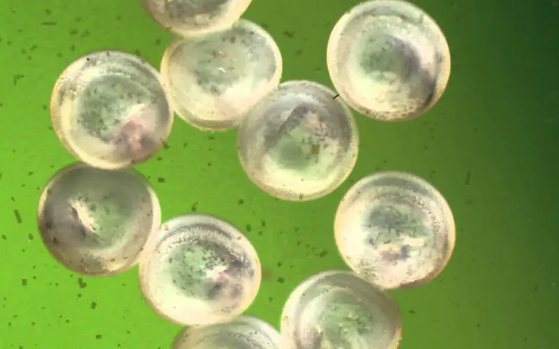 Cory catfish egg development