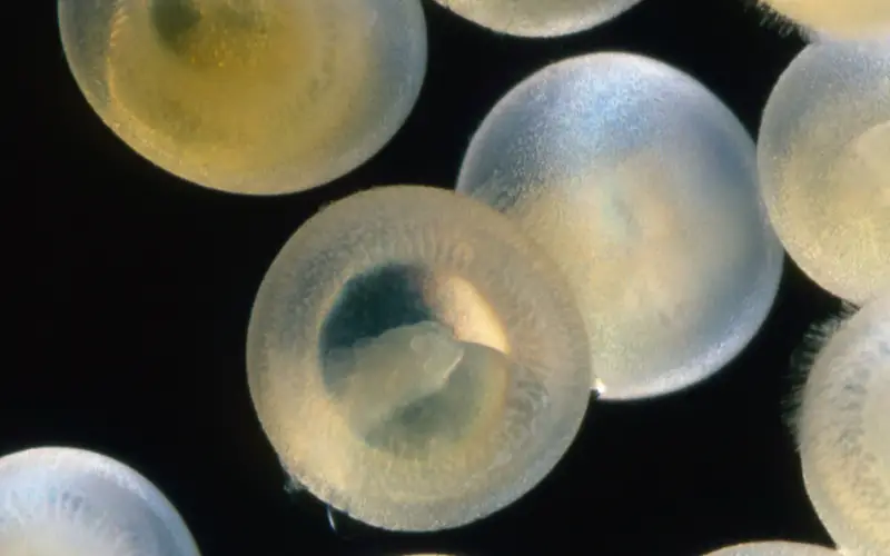 Cory catfish eggs