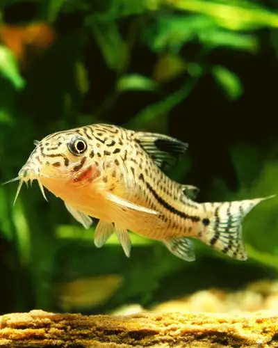 Cory catfish swim bladder treatment