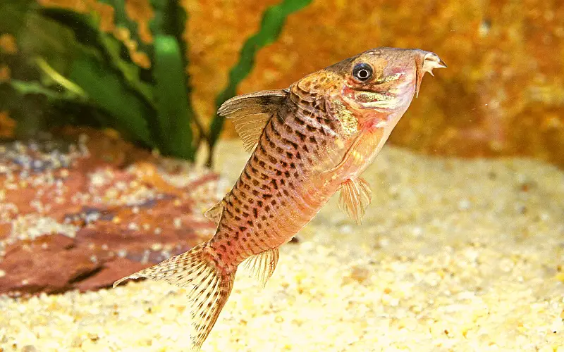 Do Cory catfish lay unfertilized eggs