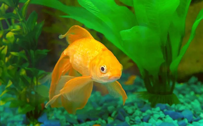 Do Pregnant Goldfish Sit at the Bottom of the Tank