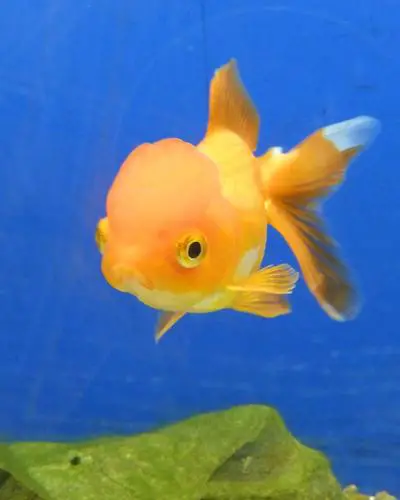 Do goldfish eat algae