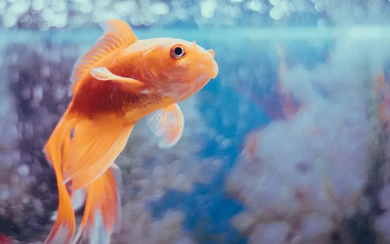 do-gold-fish-need-filters-in-their-tank-definitive-guide