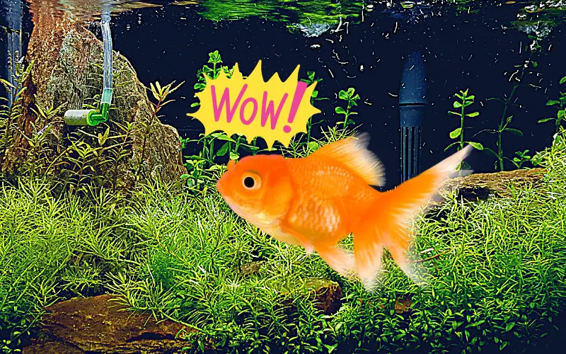 Do Goldfish Need an Air Pump to Survive (Solved & Explained)