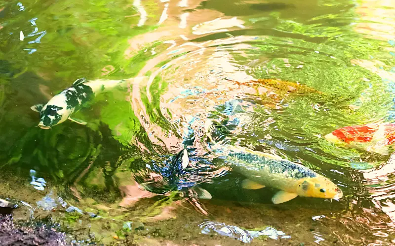 Does Goldfish Eat Algae? 5 Best Pond & Tank (Algae Eaters)