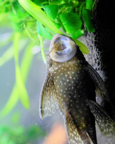 phantom green pleco