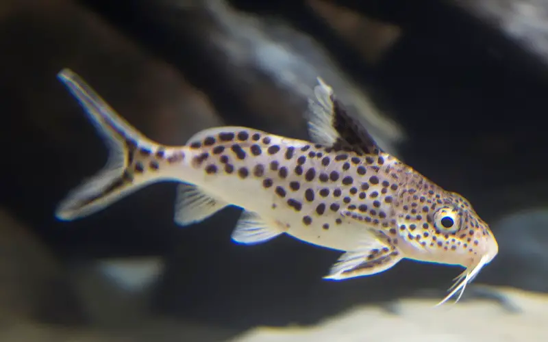 How Big Do Spotted Raphael Catfish Get