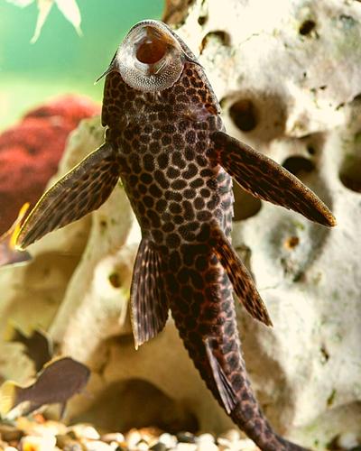 How big does spotted raphael catfish get