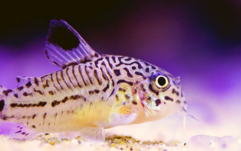How Fast Do Cory Catfish Grow? Let's Clear Up the Confusion