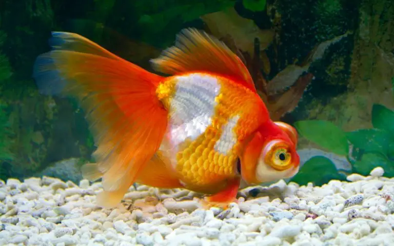 Why Is My Fantail Goldfish Swimming Upside Down: (Solved)