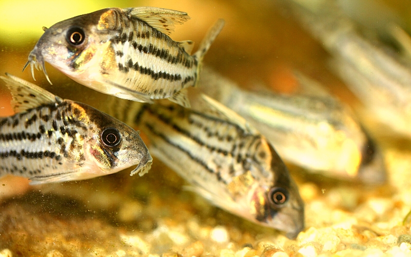 How to Stop Cory Catfish from Breeding?