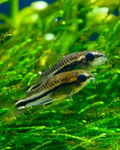 How to Stop Corydoras Catfish from Breeding