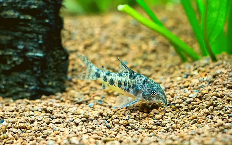 How to Tell If Corydoras Are Happy